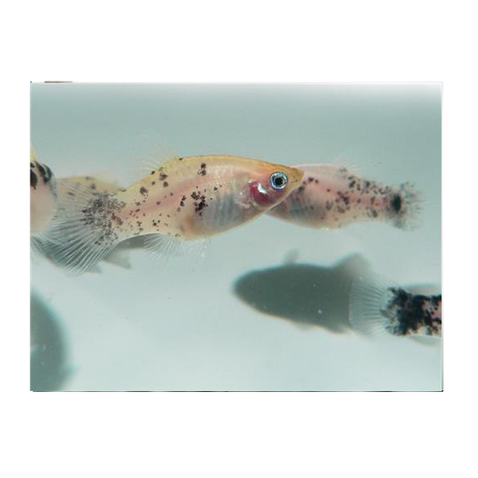 Coffee & Milk Platy