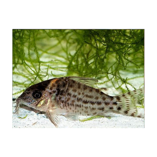 Corydoras Agazizzi