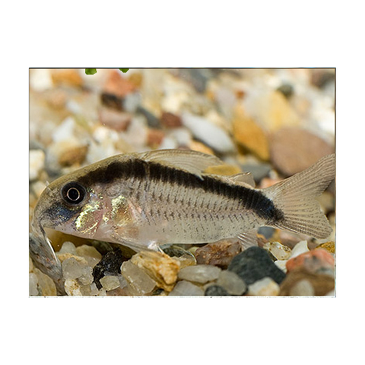 Corydoras Arcuatus