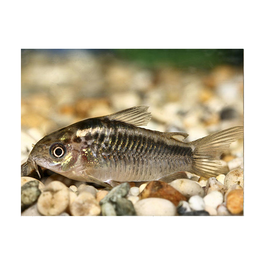 Corydoras Elegans