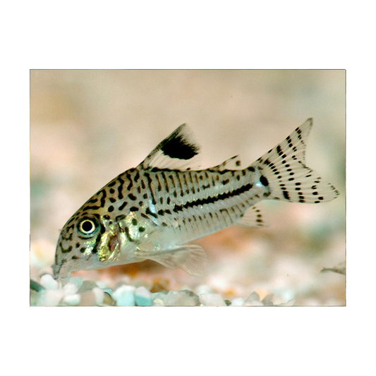 Corydoras Julii