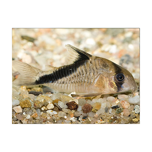 Corydoras Melini