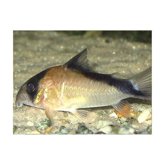 Corydoras Metae