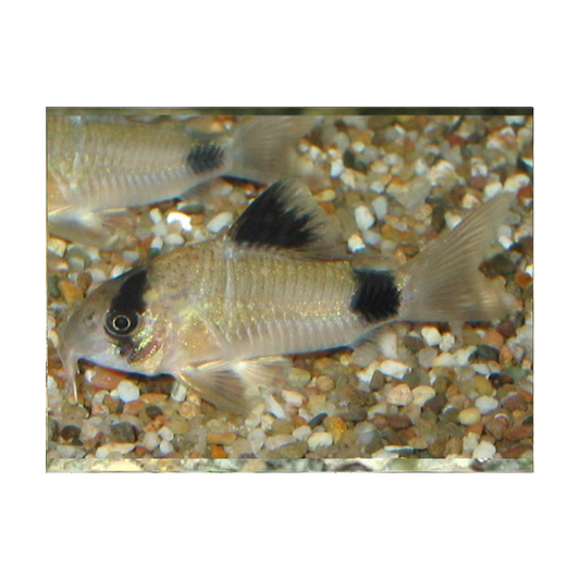 Corydoras Panda