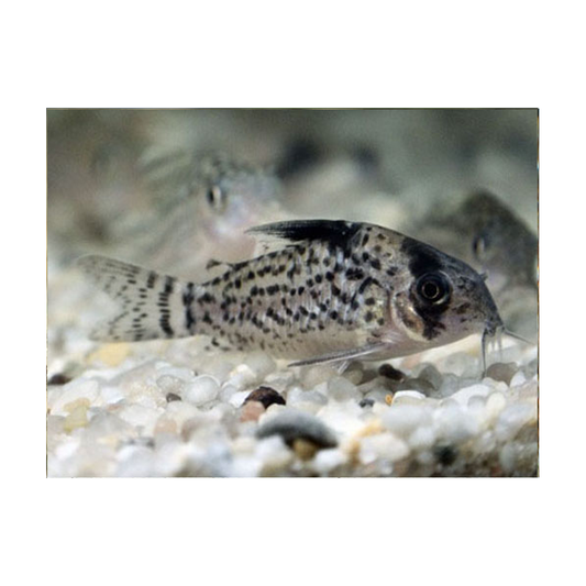 Corydoras Punctatus