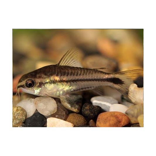 Corydoras Pygmy