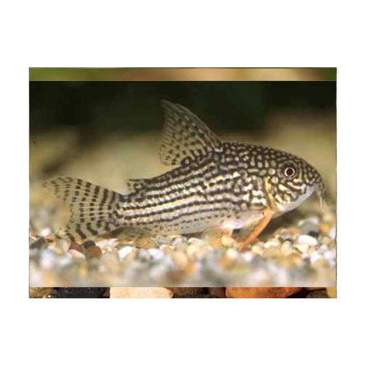 Corydoras Sterbai
