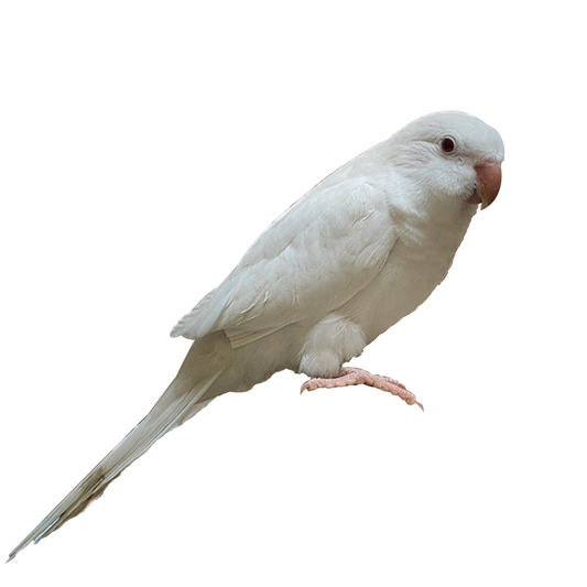 Cream Quaker