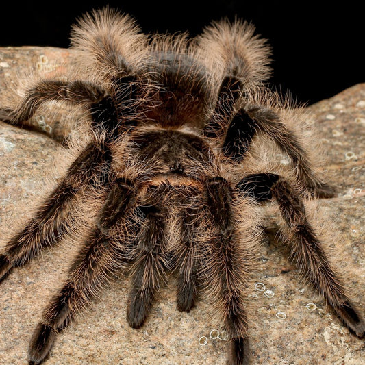 Curly Hair Tarantula