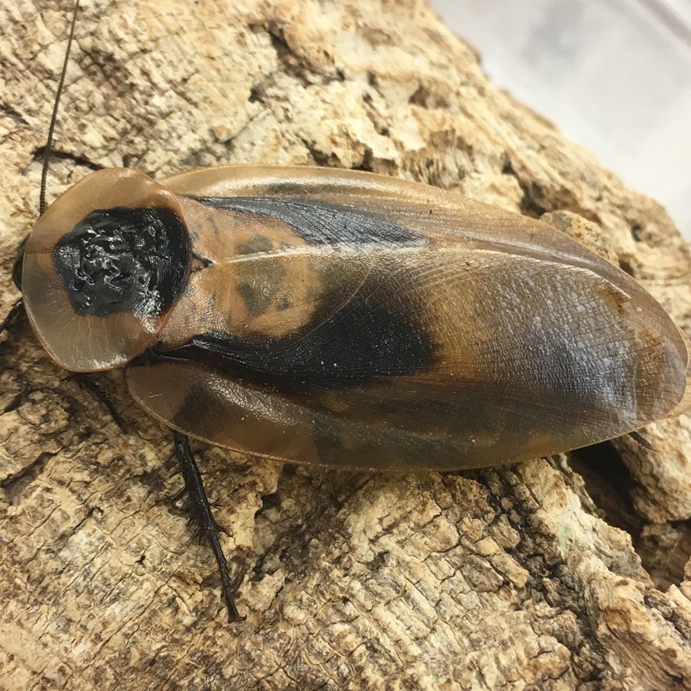 Deaths Head Cockroach