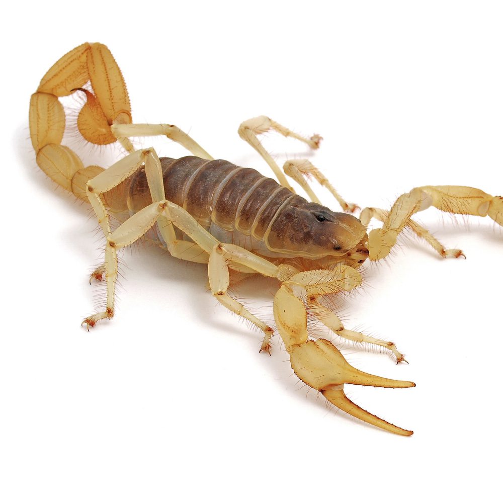 Desert Hairy Scorpion