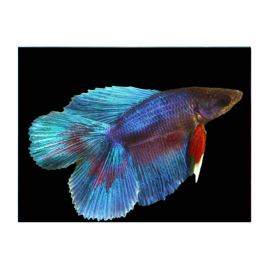 Doubletail Male Fighter