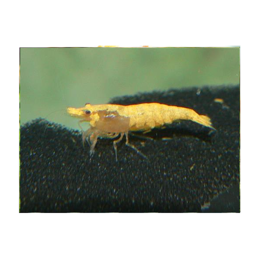 Dream Blue Shrimp