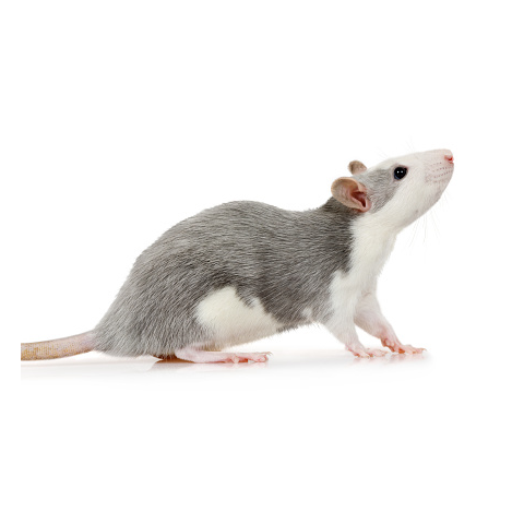 Dumbo Rat – Seth's Little Zoo