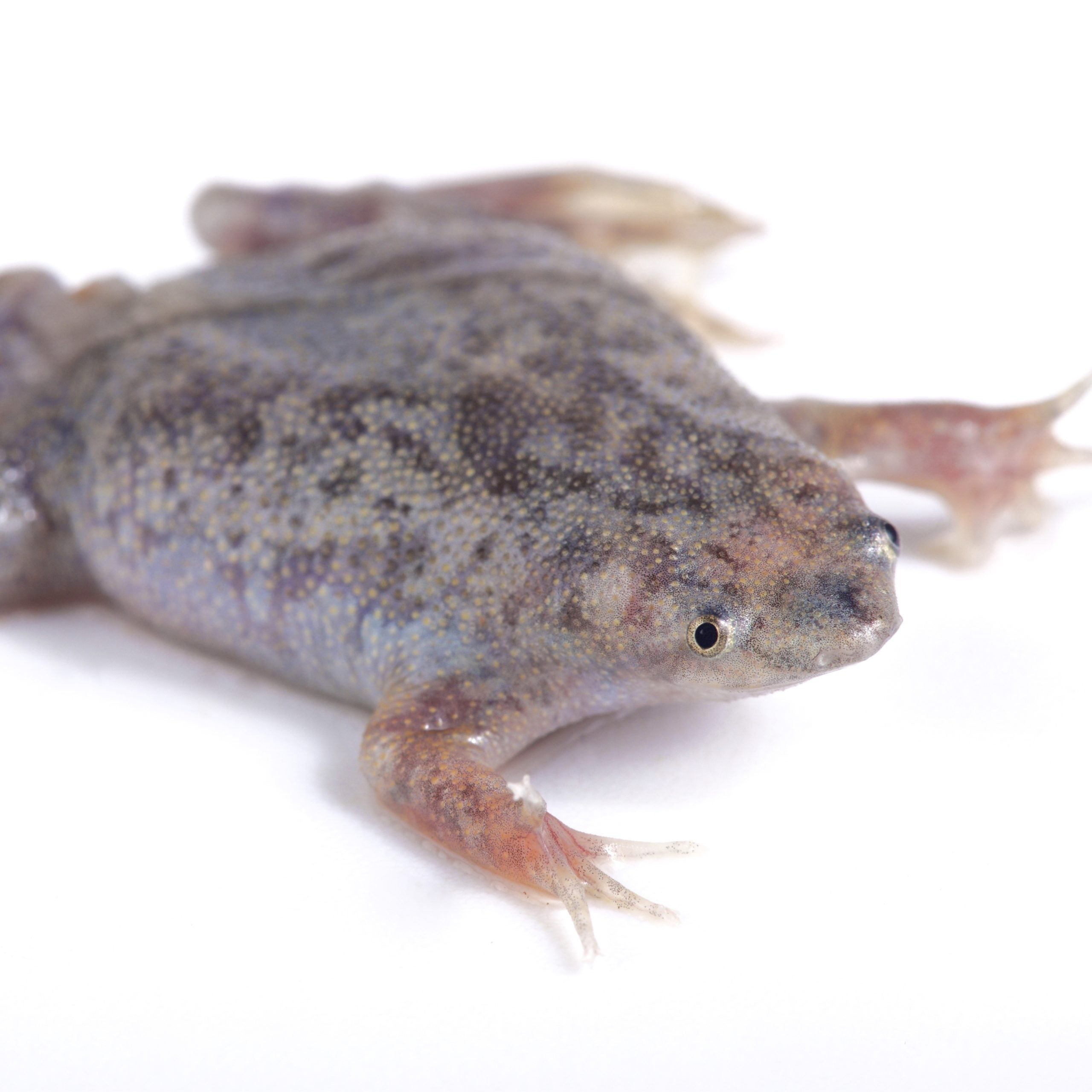 Dwarf Surinam Toad – Seth's Little Zoo