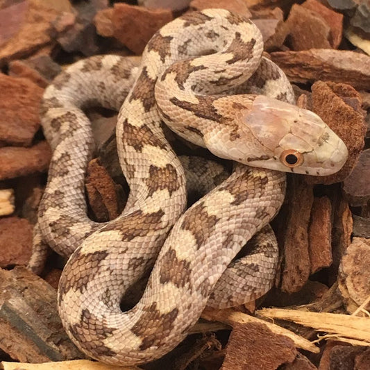 Everglades Het Scaleless Rat Snake