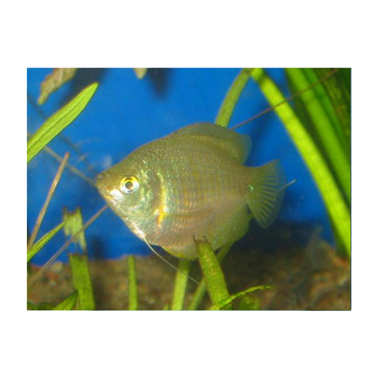 Female Dwarf Gourami
