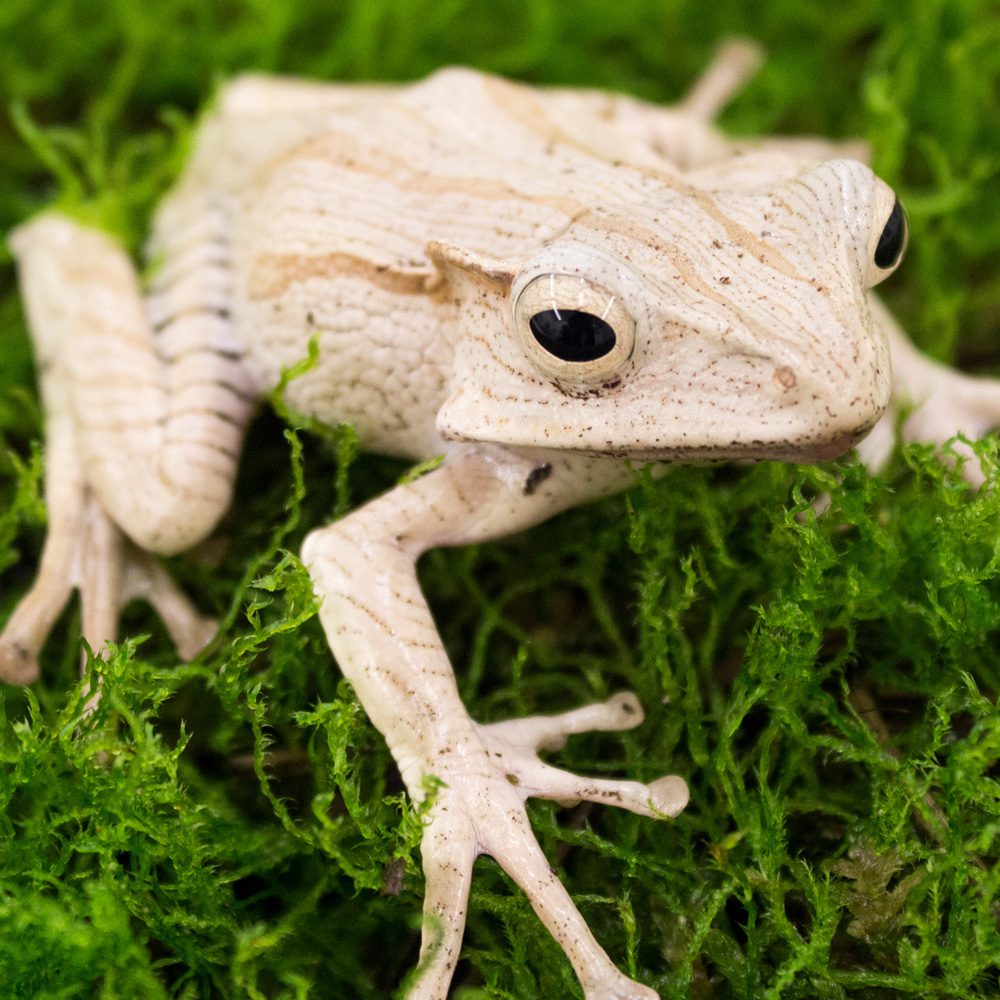 File Eared Frog