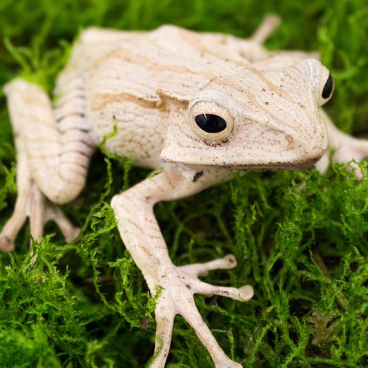File Eared Frog