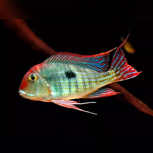 Geophagus Tapajos (Red Head) 3"