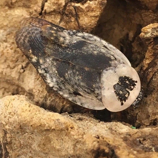 Ghost Cockroach