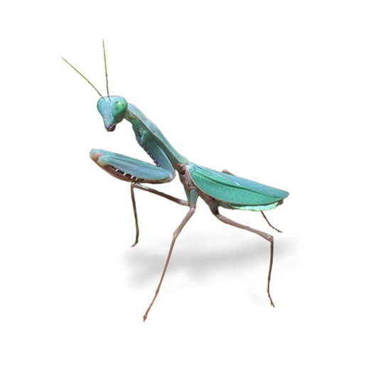 Giant Blue Mantis