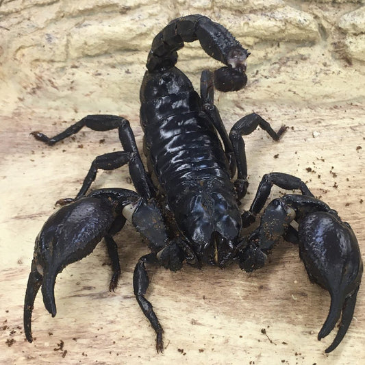 Giant Forest Scorpion