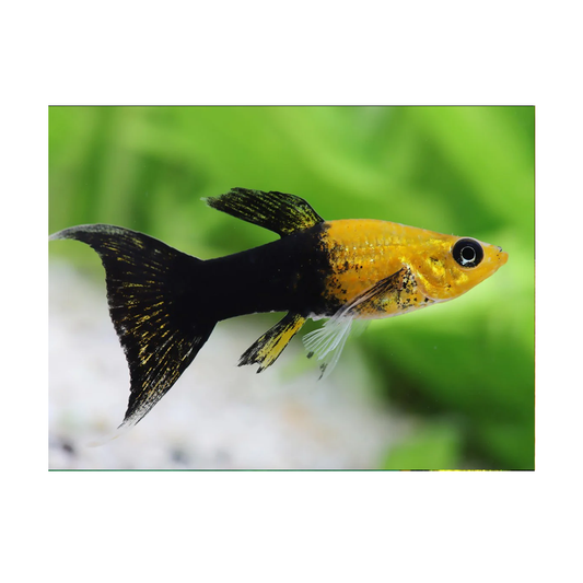 Gold & Black Lyretail Molly