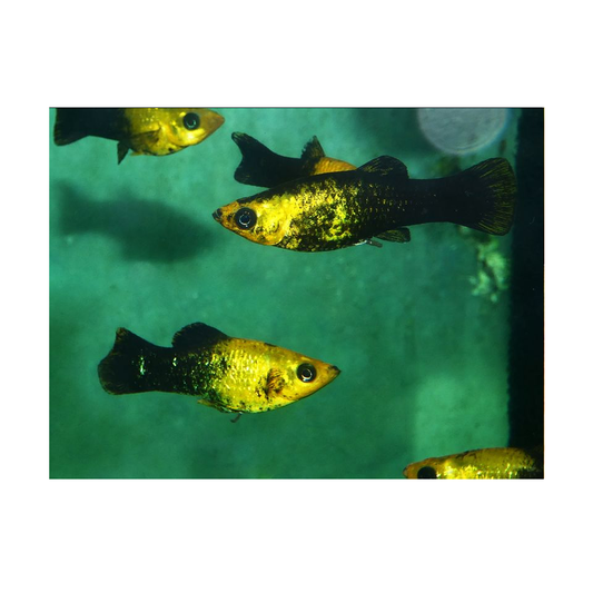 Gold & Black Molly