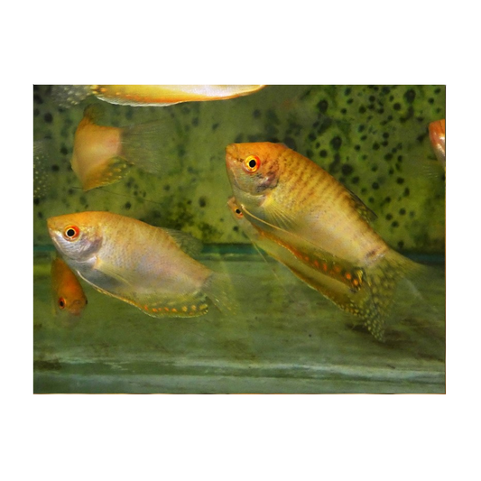 Gold Gourami