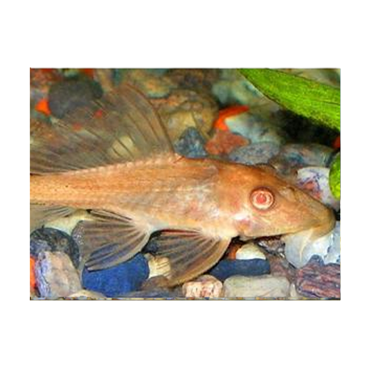 Gold Plecostomus