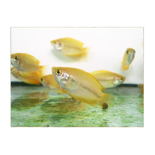 Golden Honey Gourami