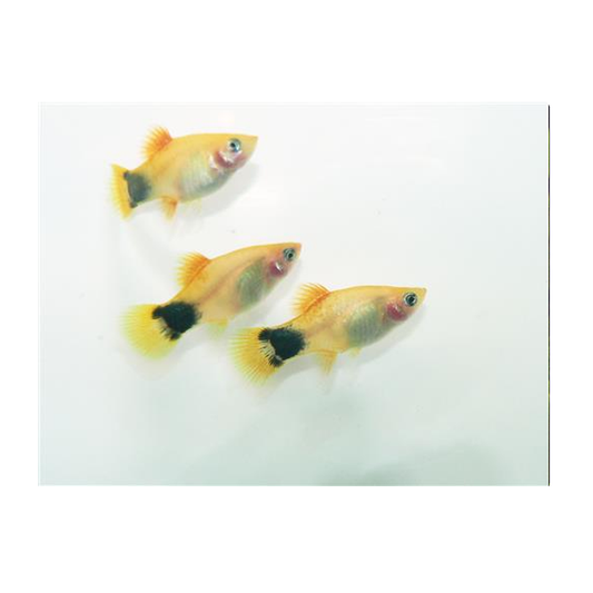 Golden Mickey Mouse Platy