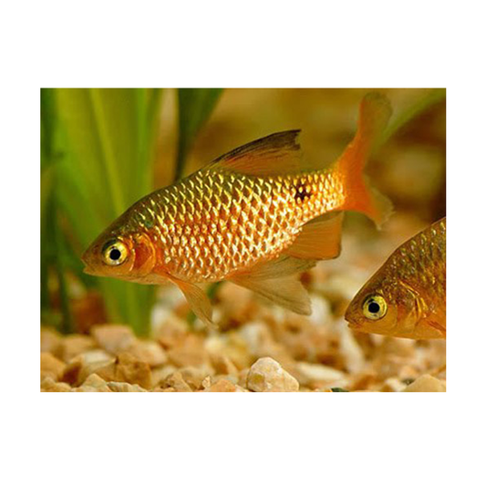 Golden Neon Rosy Barb