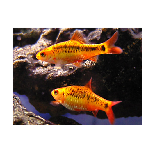Golden (Sachsi) Barb