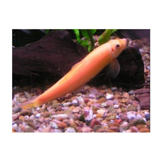 Golden Sucking Loach