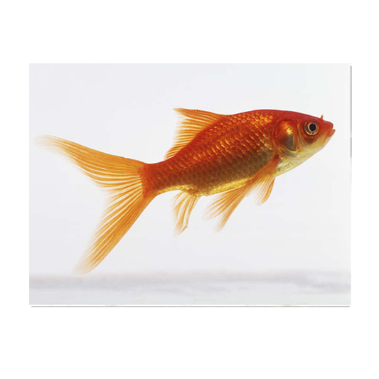 Goldfish