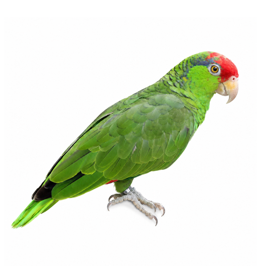 Green-Cheeked Amazon