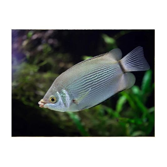 Male Dwarf Gourami