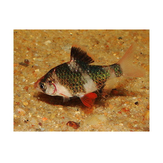 Green Tiger Barb M