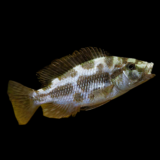 Haplochromis Livingstoni 2"