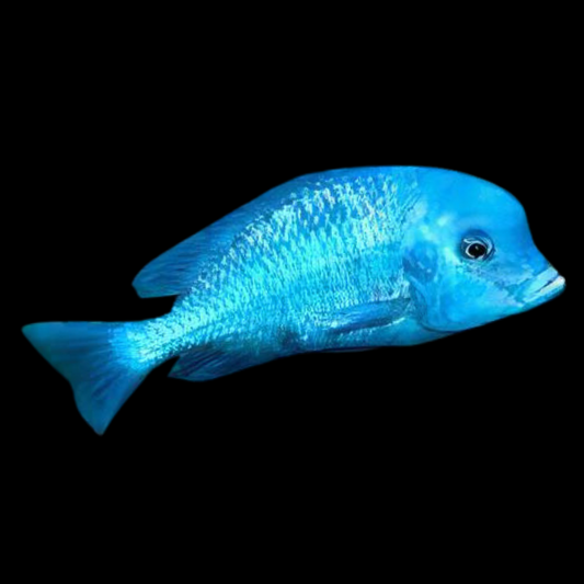 Haplochromis Moorii 3"