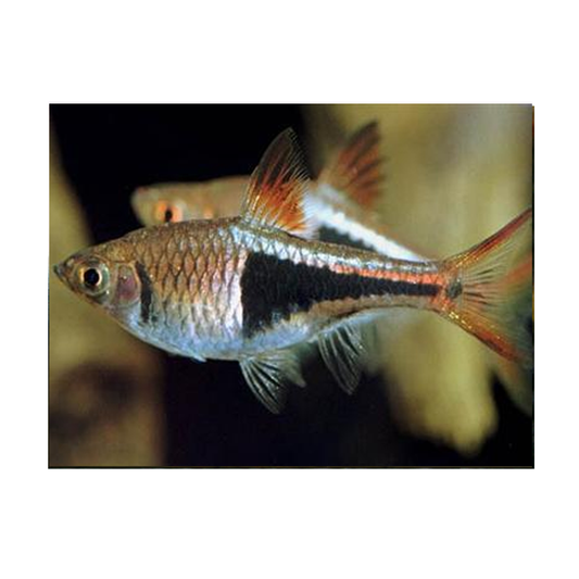 Harlequin Rasbora