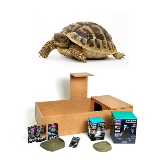 Hermann's Tortoise & Set-Up