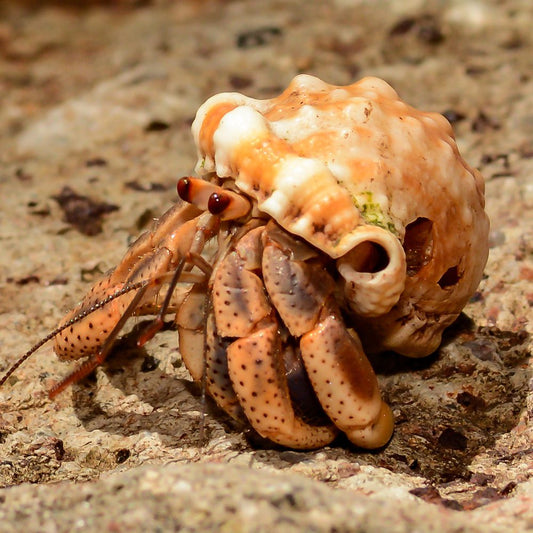 Hermit Crab