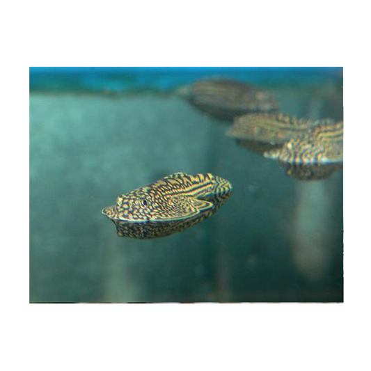 Hillstream Loach