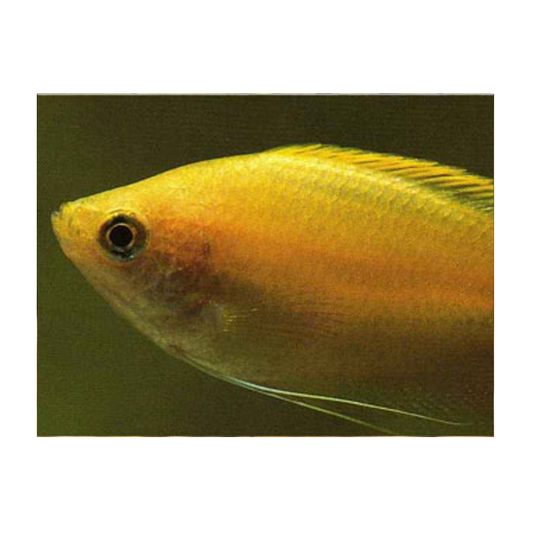 Honey Gourami
