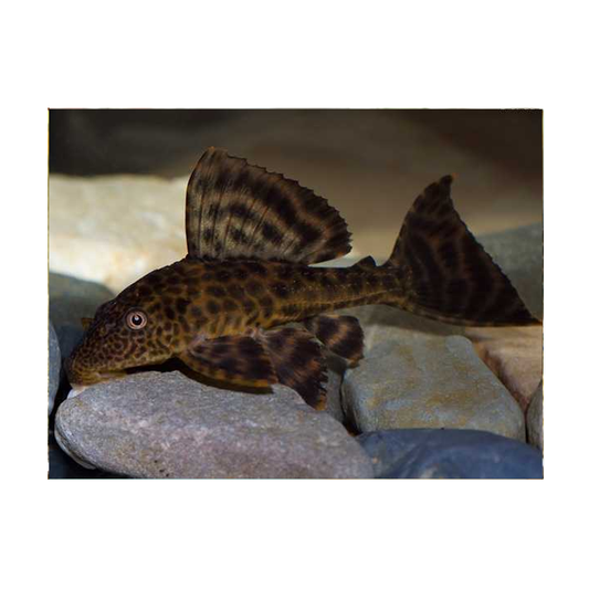 Hypostomus Speicies L-036