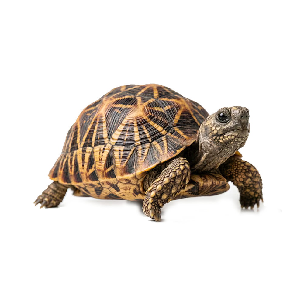 Indian Star Tortoise