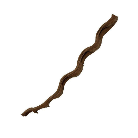 Jungle Vine Medium